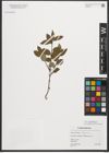 Foto von Salix myrtilloides L.